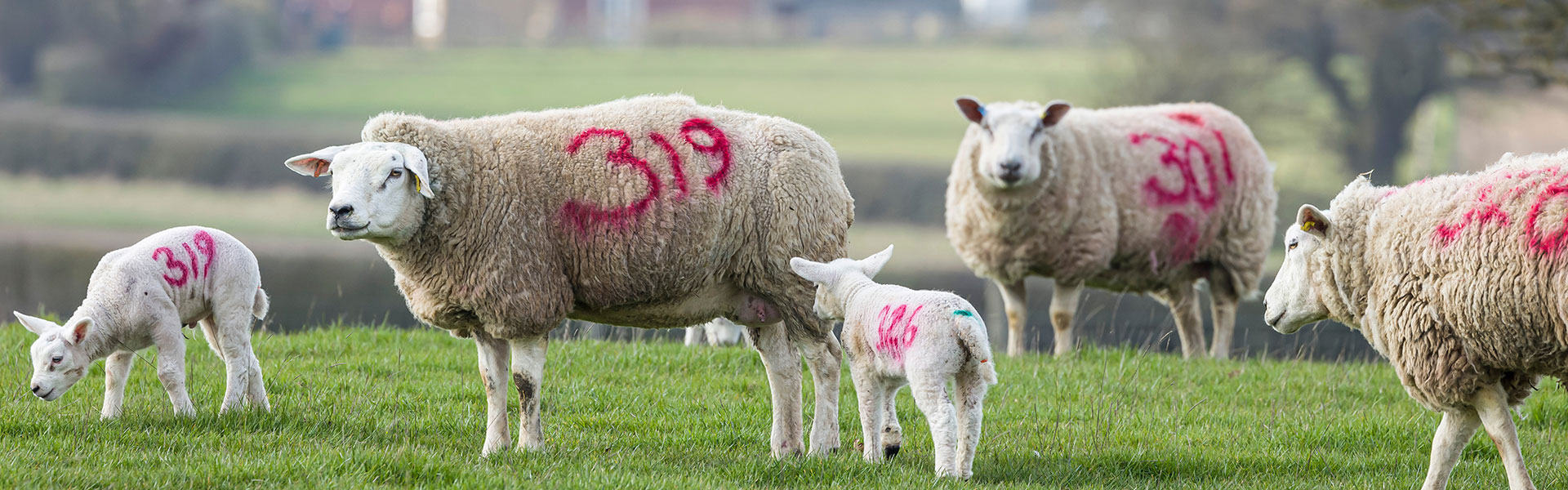 Livestock marking spray paint